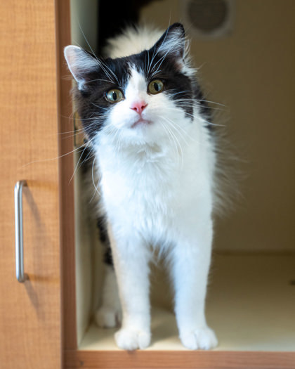 Moulder, an adoptable Domestic Medium Hair, Domestic Short Hair in Pequot Lakes, MN, 56472 | Photo Image 1