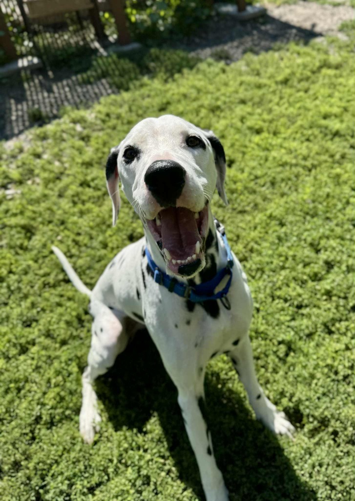 Peanut, an adoptable Dalmatian in Grand Forks, ND, 58203 | Photo Image 1