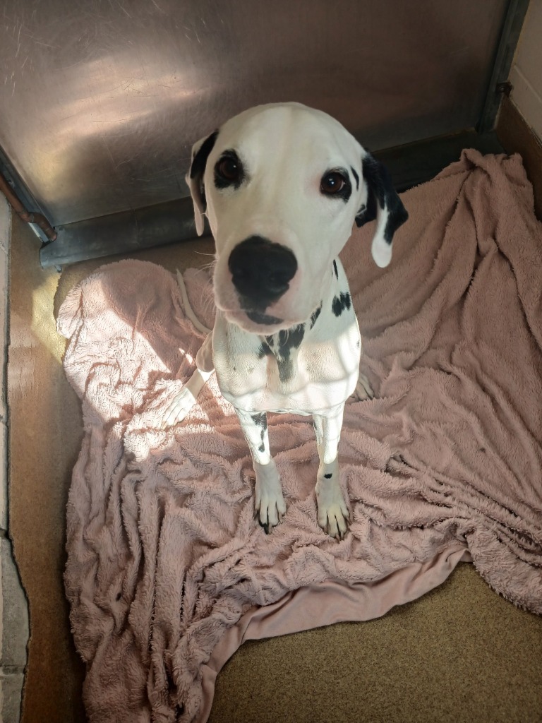 Peanut, an adoptable Dalmatian in Grand Forks, ND, 58203 | Photo Image 2