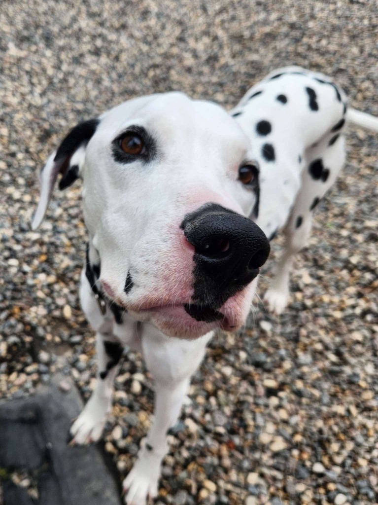 Peanut, an adoptable Dalmatian in Grand Forks, ND, 58203 | Photo Image 3