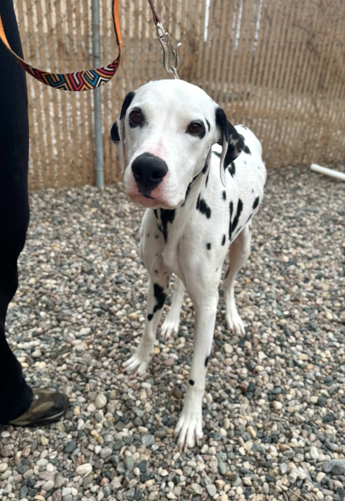 Peanut, an adoptable Dalmatian in Grand Forks, ND, 58203 | Photo Image 4