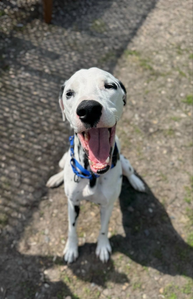 Peanut, an adoptable Dalmatian in Grand Forks, ND, 58203 | Photo Image 5