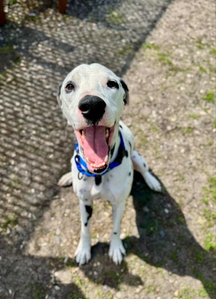 Peanut, an adoptable Dalmatian in Grand Forks, ND, 58203 | Photo Image 6
