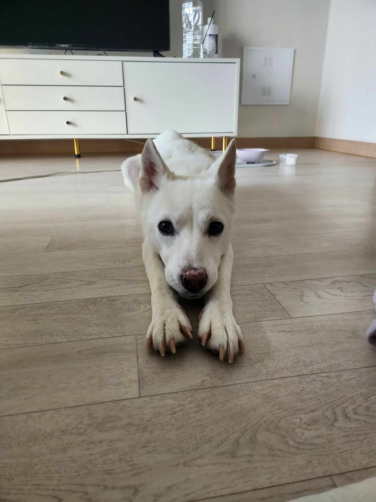 Doongi, an adoptable Jindo, Mixed Breed in Sunderland, ON, L0C 1H0 | Photo Image 1