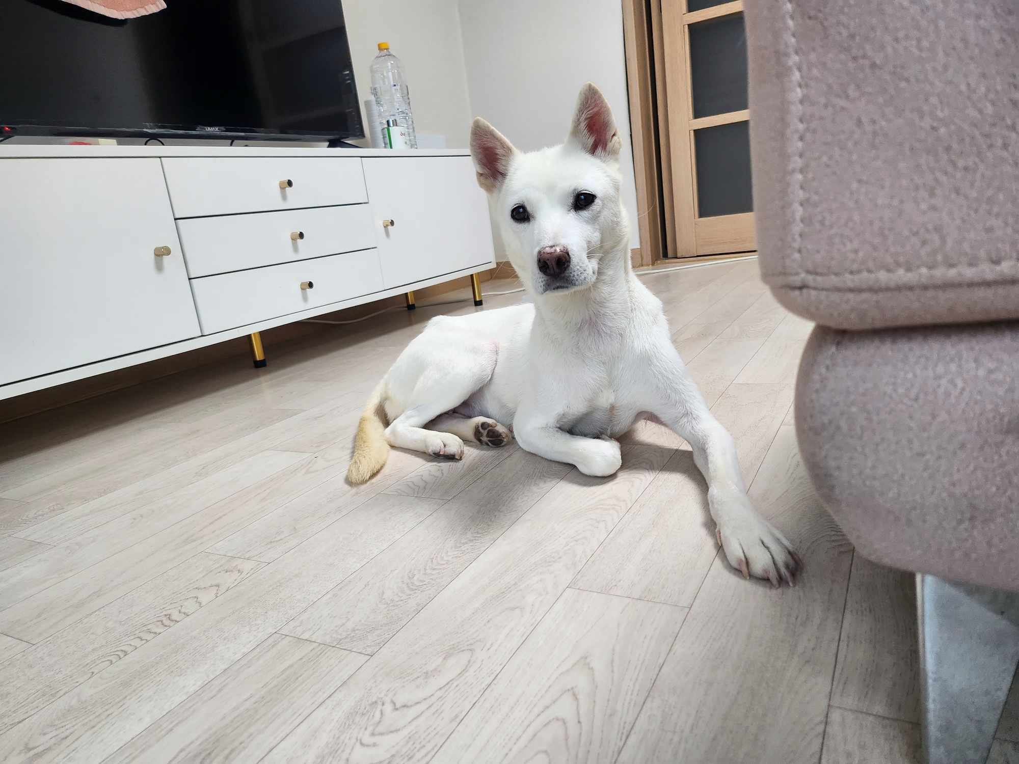 Doongi, an adoptable Jindo, Mixed Breed in Sunderland, ON, L0C 1H0 | Photo Image 1