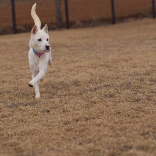 Doongi, an adoptable Jindo, Mixed Breed in Sunderland, ON, L0C 1H0 | Photo Image 2