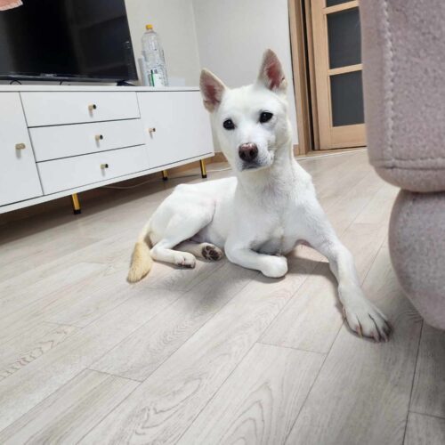 Doongi, an adoptable Jindo, Mixed Breed in Sunderland, ON, L0C 1H0 | Photo Image 2