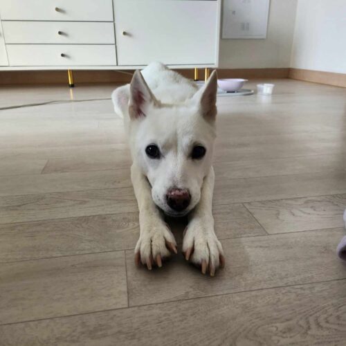 Doongi