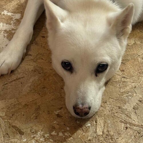Doongi, an adoptable Jindo, Mixed Breed in Sunderland, ON, L0C 1H0 | Photo Image 3