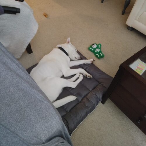 Doongi, an adoptable Jindo, Mixed Breed in Sunderland, ON, L0C 1H0 | Photo Image 4