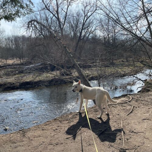 Doongi, an adoptable Jindo, Mixed Breed in Sunderland, ON, L0C 1H0 | Photo Image 5