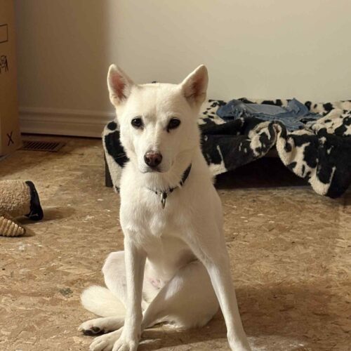 Doongi, an adoptable Jindo, Mixed Breed in Sunderland, ON, L0C 1H0 | Photo Image 5