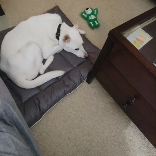Doongi, an adoptable Jindo, Mixed Breed in Sunderland, ON, L0C 1H0 | Photo Image 6
