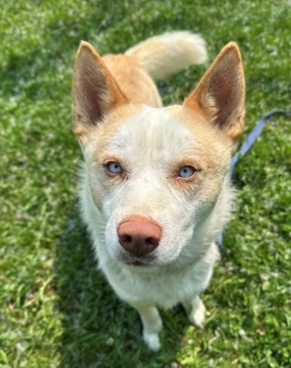 Casper, an adoptable Siberian Husky, Mixed Breed in Willmar, MN, 56201 | Photo Image 1
