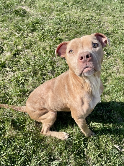 Jude, an adoptable American Staffordshire Terrier, Mixed Breed in Willmar, MN, 56201 | Photo Image 1