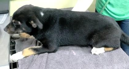 Harper