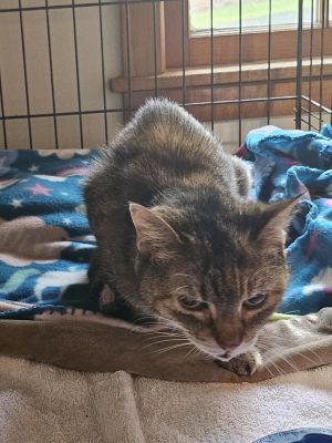 Lady Mayo, Adult Female Domestic Short Hair