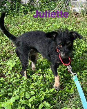 Juliet, Adult Female unknown