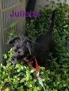 Juliet photo 3