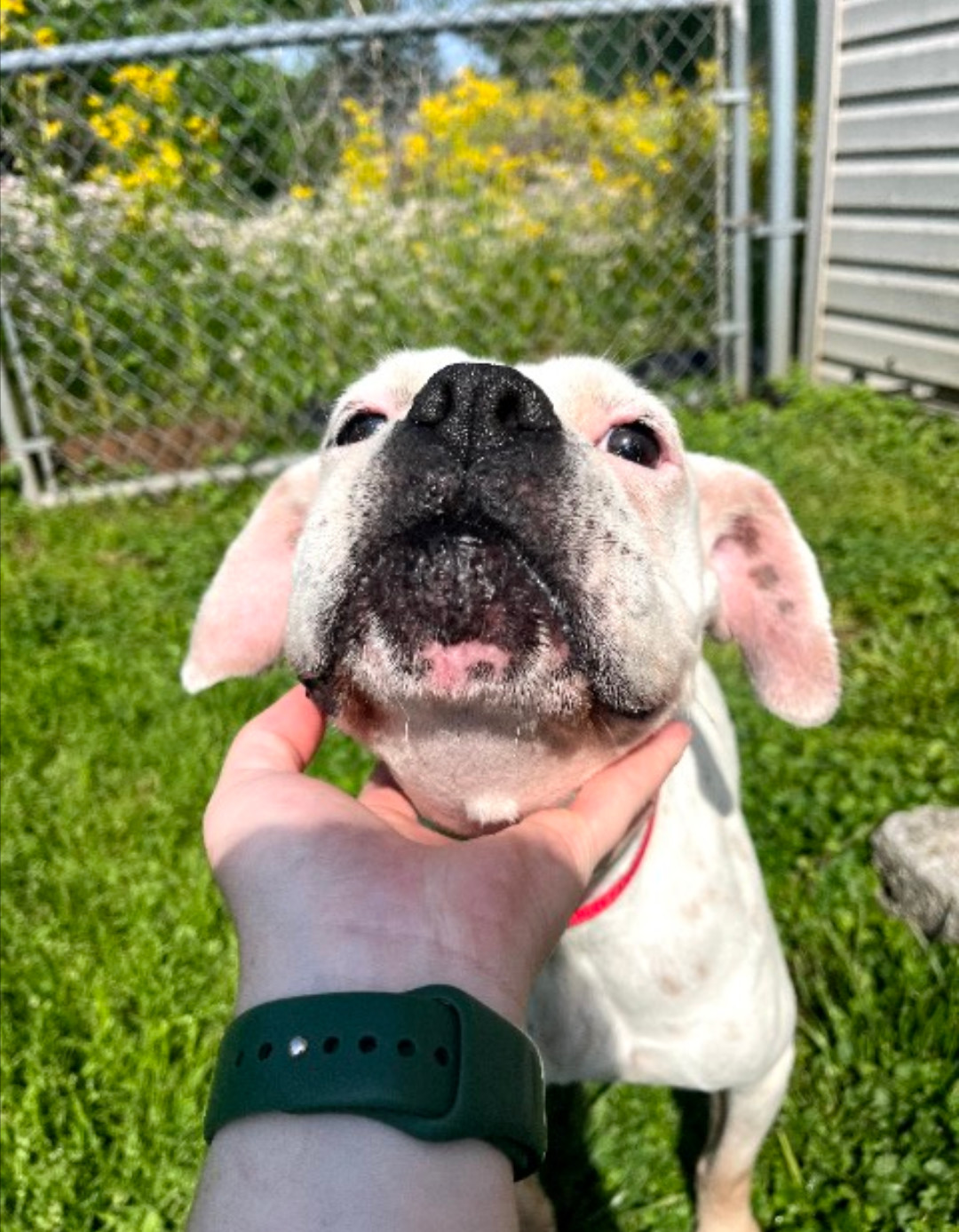 Natasha - FOSTER OR ADOPT ME!!