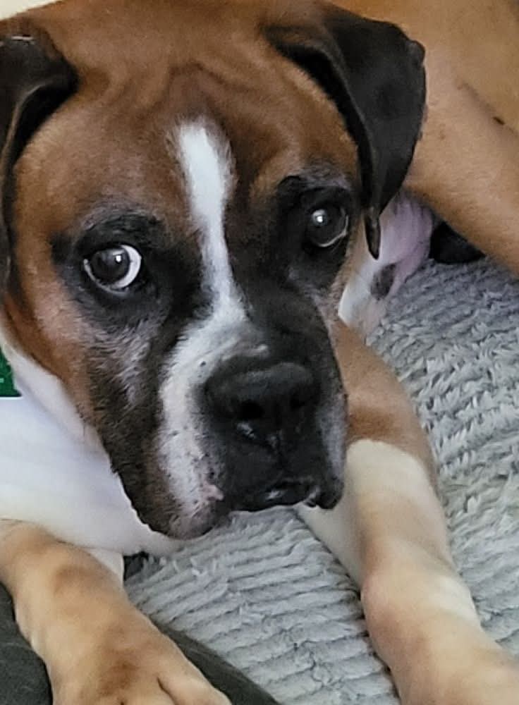 Boris - FOSTER OR ADOPT ME!!