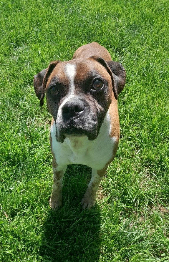 Boris - FOSTER OR ADOPT ME!!
