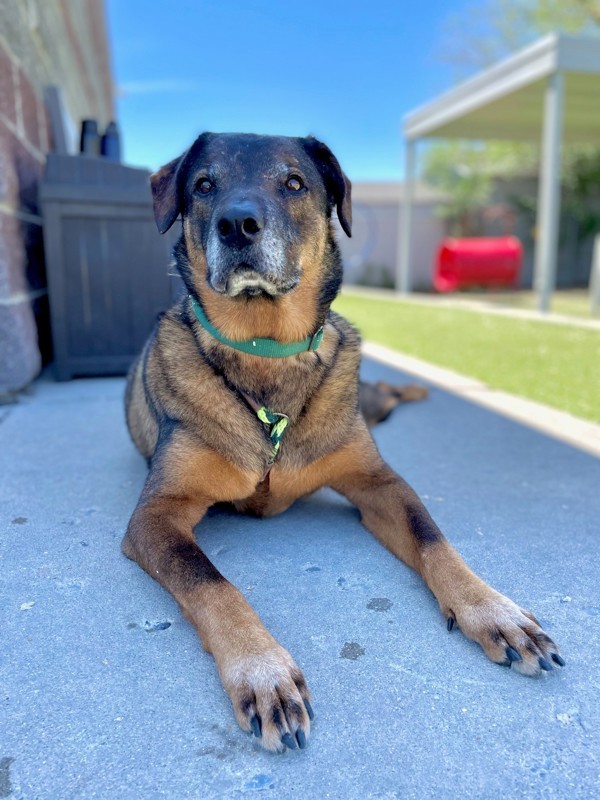 Rolo
