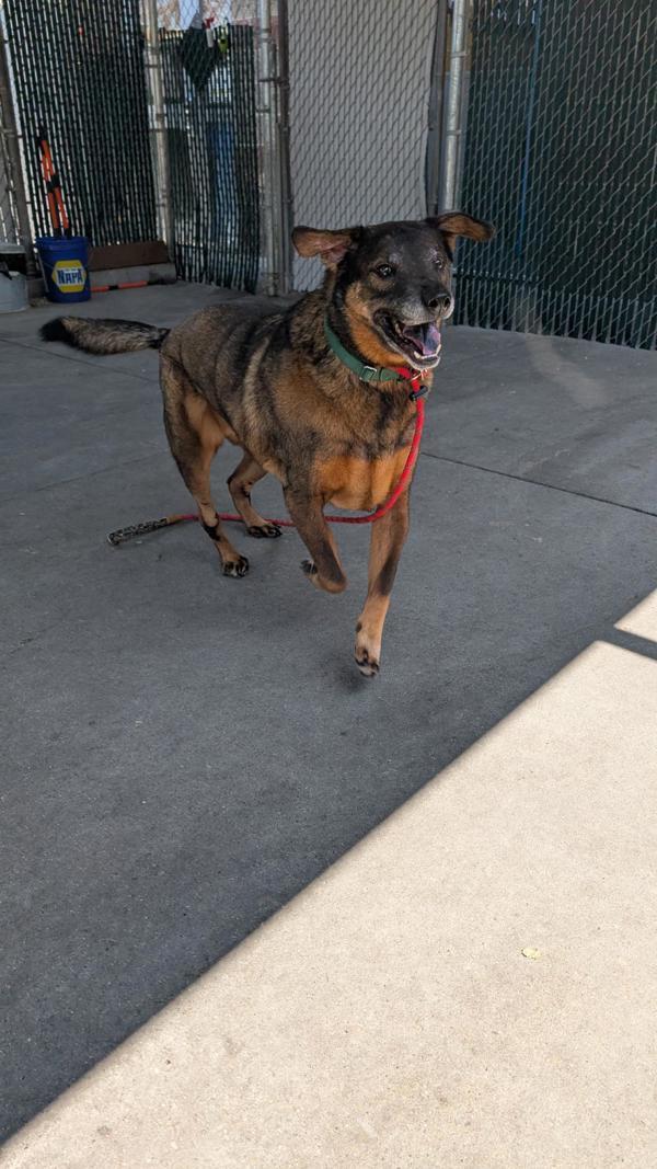 Rolo
