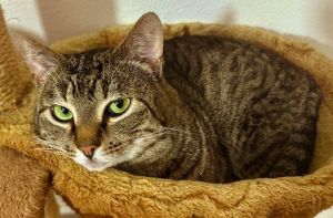 Bozzy is a 6-year-old super-sweet highly-reserved guy that will take substanti