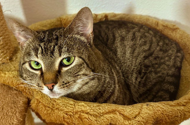 BOZ (Lieutenant Bozzworth Bozzington), an adoptable Tabby, Domestic Short Hair in San Luis Obispo, CA, 93406 | Photo Image 1