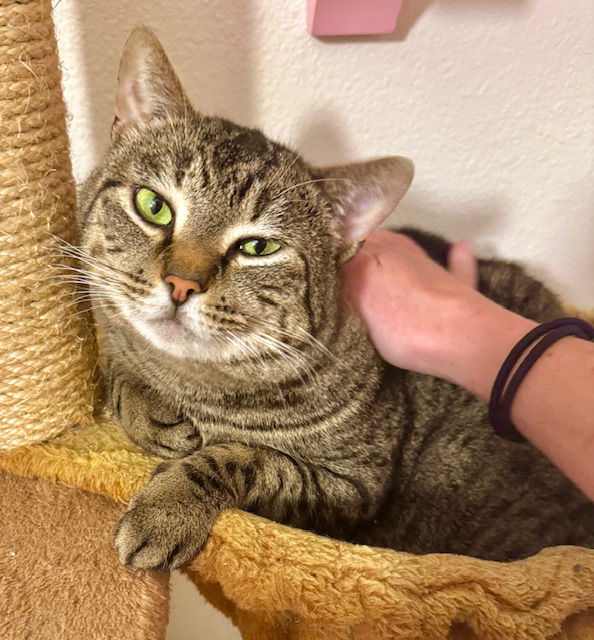 BOZ (Lieutenant Bozzworth Bozzington), an adoptable Tabby, Domestic Short Hair in San Luis Obispo, CA, 93406 | Photo Image 2