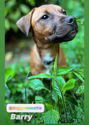 Animal Profile Barry is a cute little long body short legged 3 month old puppy who weighs 9 lbs H