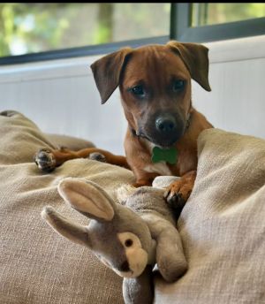 Animal Profile Barry is a cute little long body short legged 3 month old puppy who weighs 9 lbs H