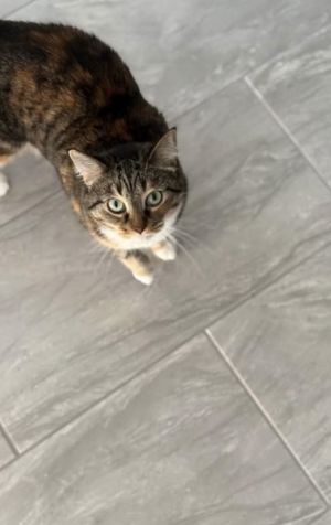 Ruby, Adult Female Domestic Short Hair