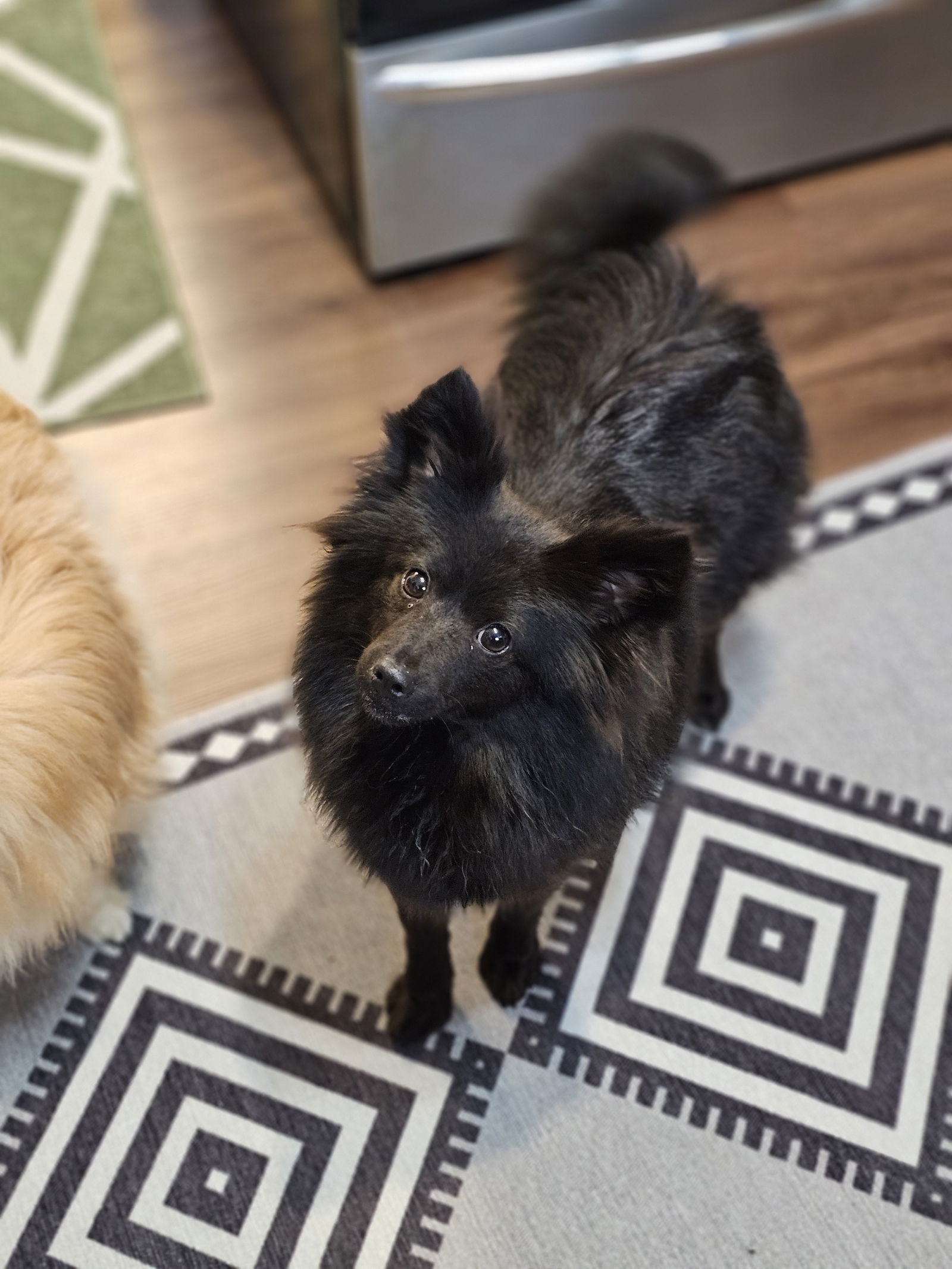 Blossom, an adoptable Pomeranian, Schipperke in Lebanon, PA, 17046 | Photo Image 1
