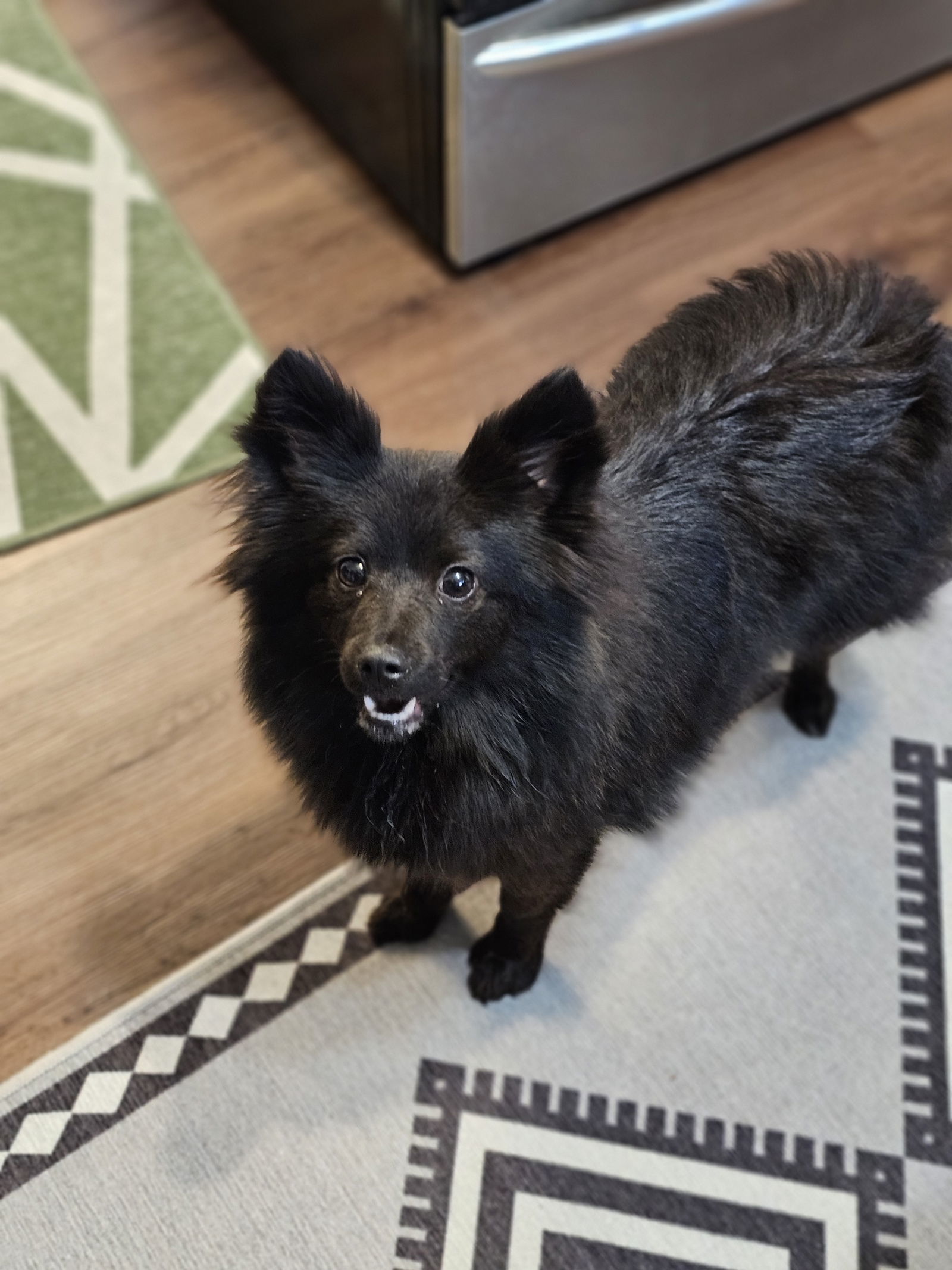 Blossom, an adoptable Pomeranian, Schipperke in Lebanon, PA, 17046 | Photo Image 2
