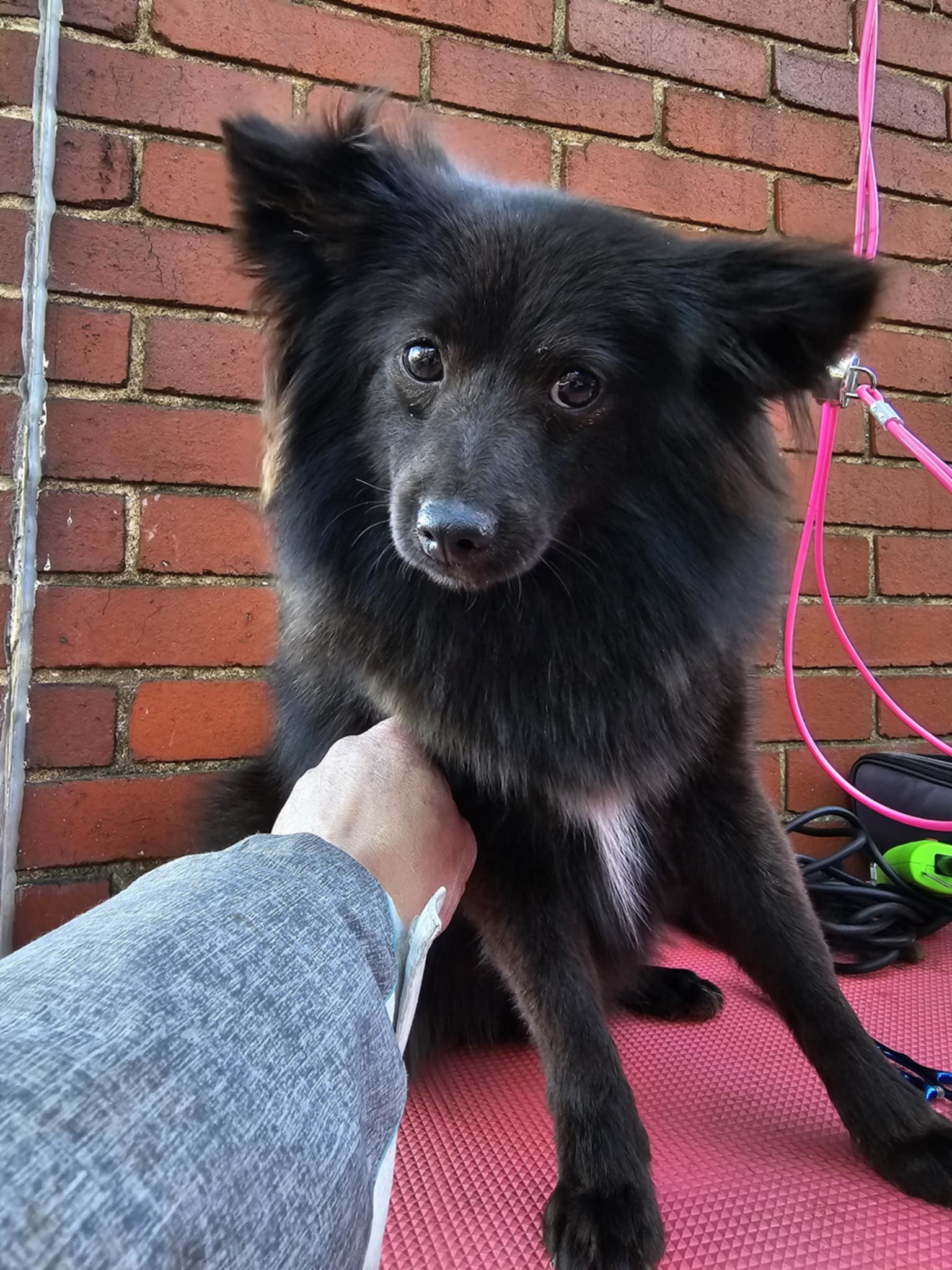 Blossom, an adoptable Pomeranian, Schipperke in Lebanon, PA, 17046 | Photo Image 3