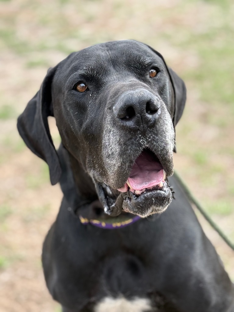 Angus, an adoptable Great Dane in Gillette, WY, 82716 | Photo Image 1