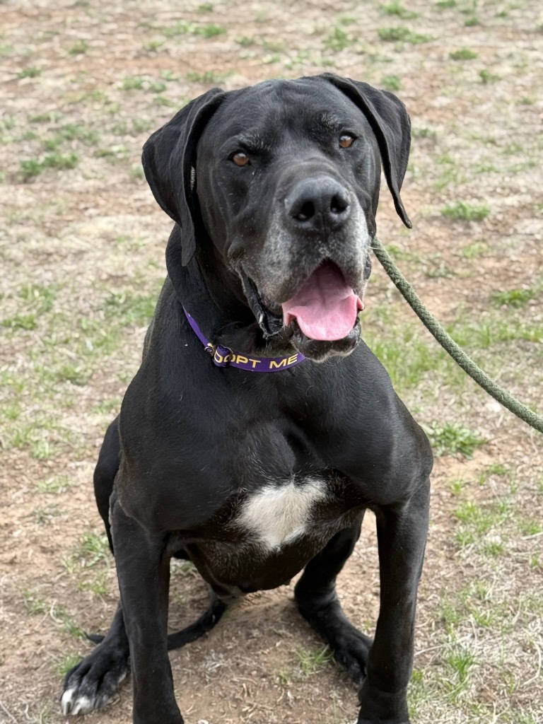 Angus, an adoptable Great Dane in Gillette, WY, 82716 | Photo Image 2