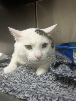 Kratos fka Storm, Adult Male Domestic Short Hair