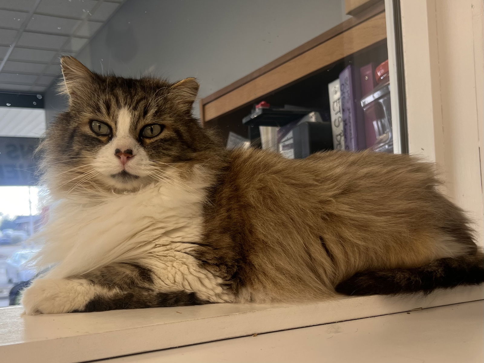 King Catnip- Must Apply in Person !