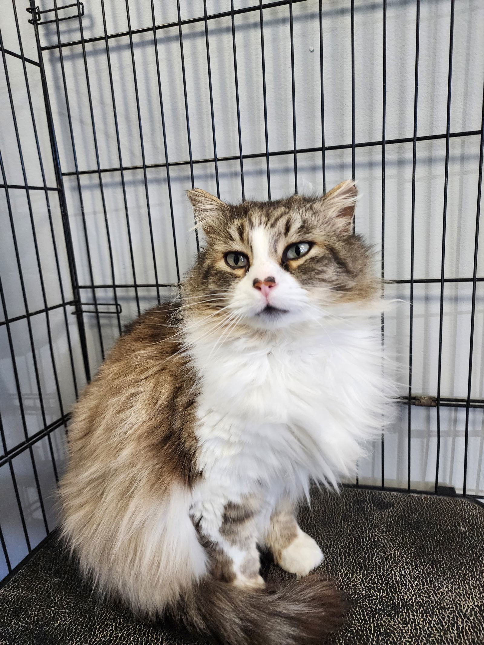 King Catnip- Must Apply in Person !
