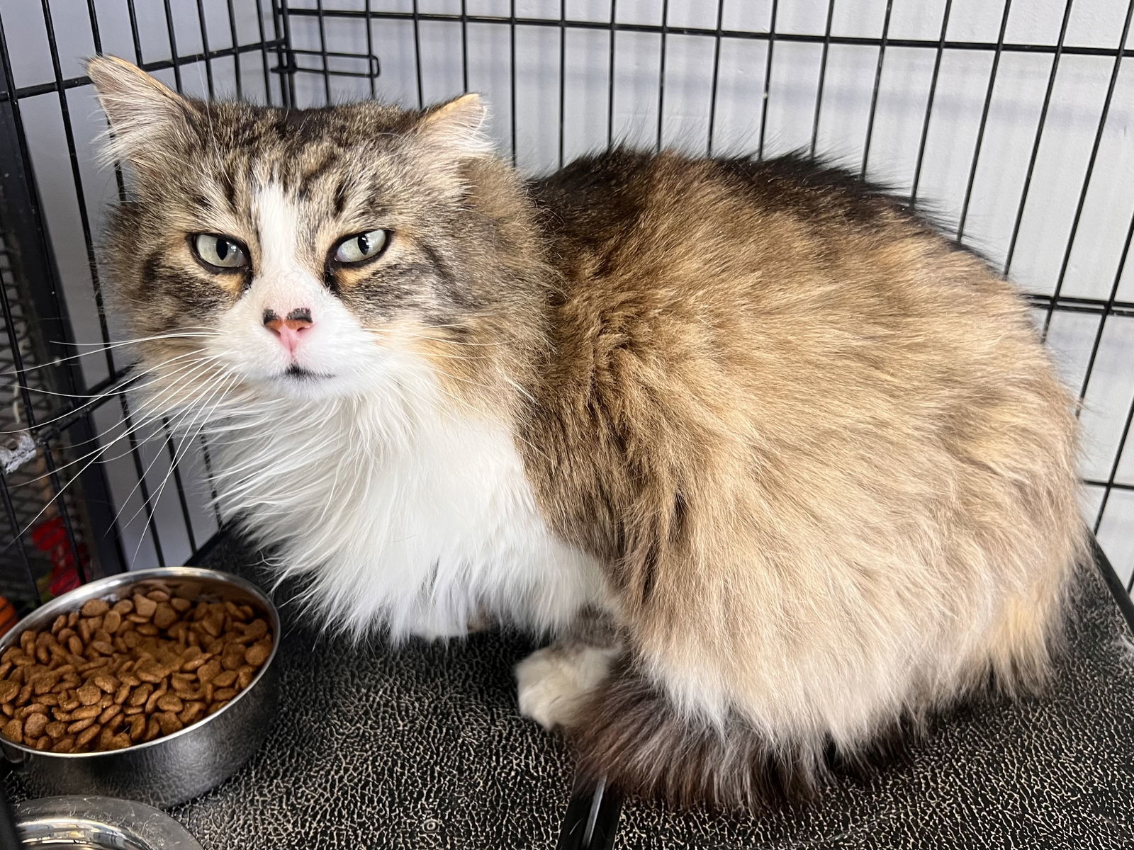 King Catnip- Must Apply in Person !