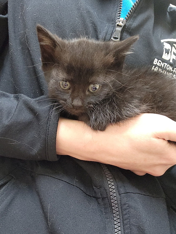 Boo, an adoptable Domestic Medium Hair in Kennewick, WA, 99336 | Photo Image 1