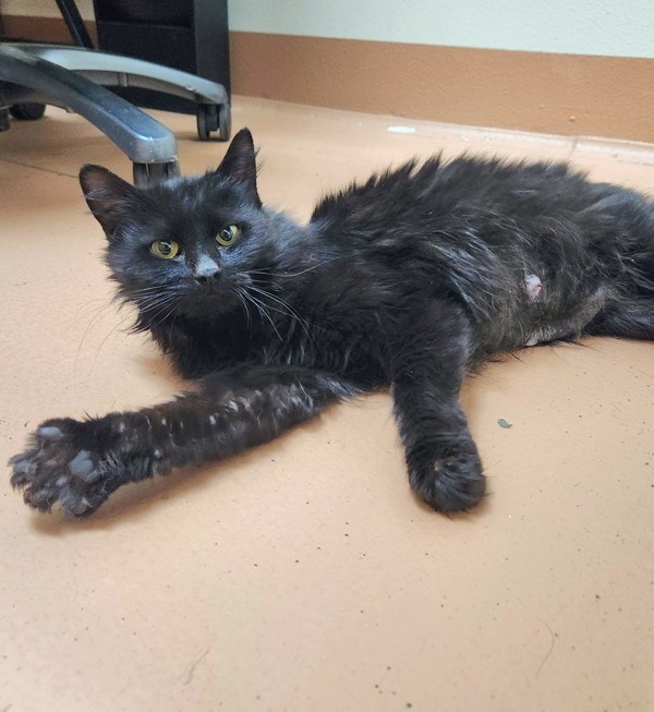 Jennifur, an adoptable Domestic Medium Hair in Kennewick, WA, 99336 | Photo Image 1