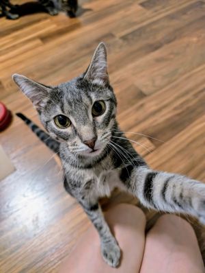 Introducing Ravioli The Queen of Comfort and Care Looking for a cat who deserves her own cape for h