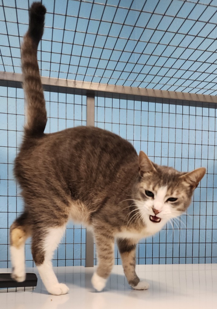 Suzie, an adoptable Domestic Short Hair in Gold Beach, OR, 97444 | Photo Image 1