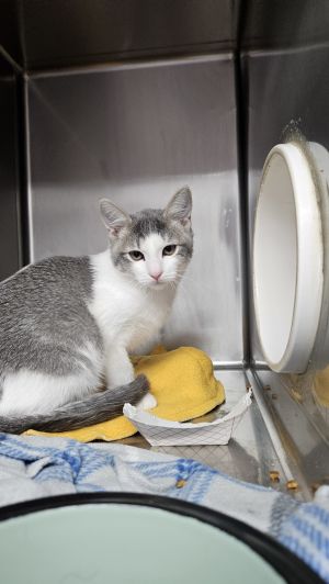 Razzles, Baby Male Domestic Short Hair