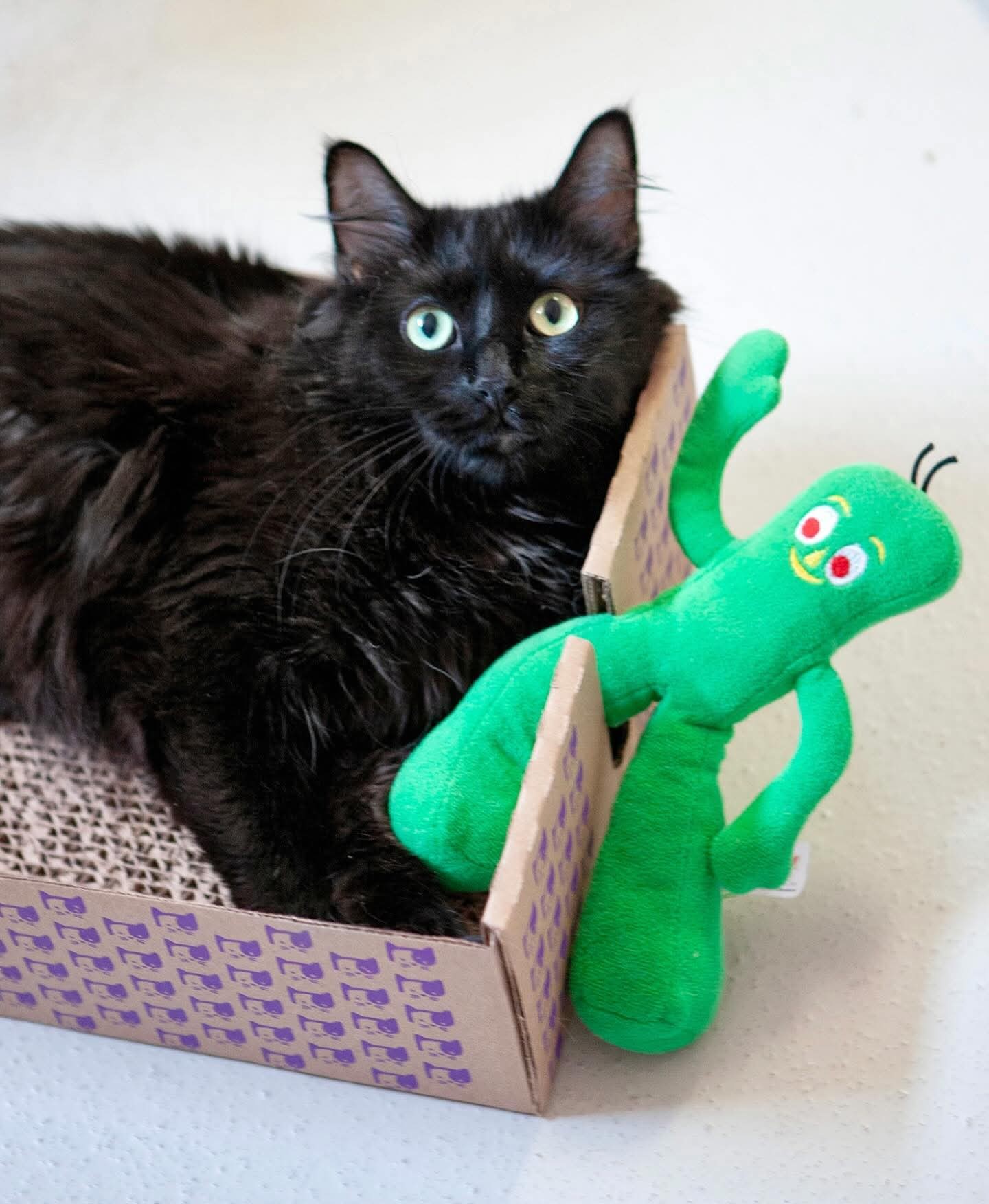 Meow Meow, an adoptable Domestic Long Hair in Lakewood, CO, 80215 | Photo Image 1