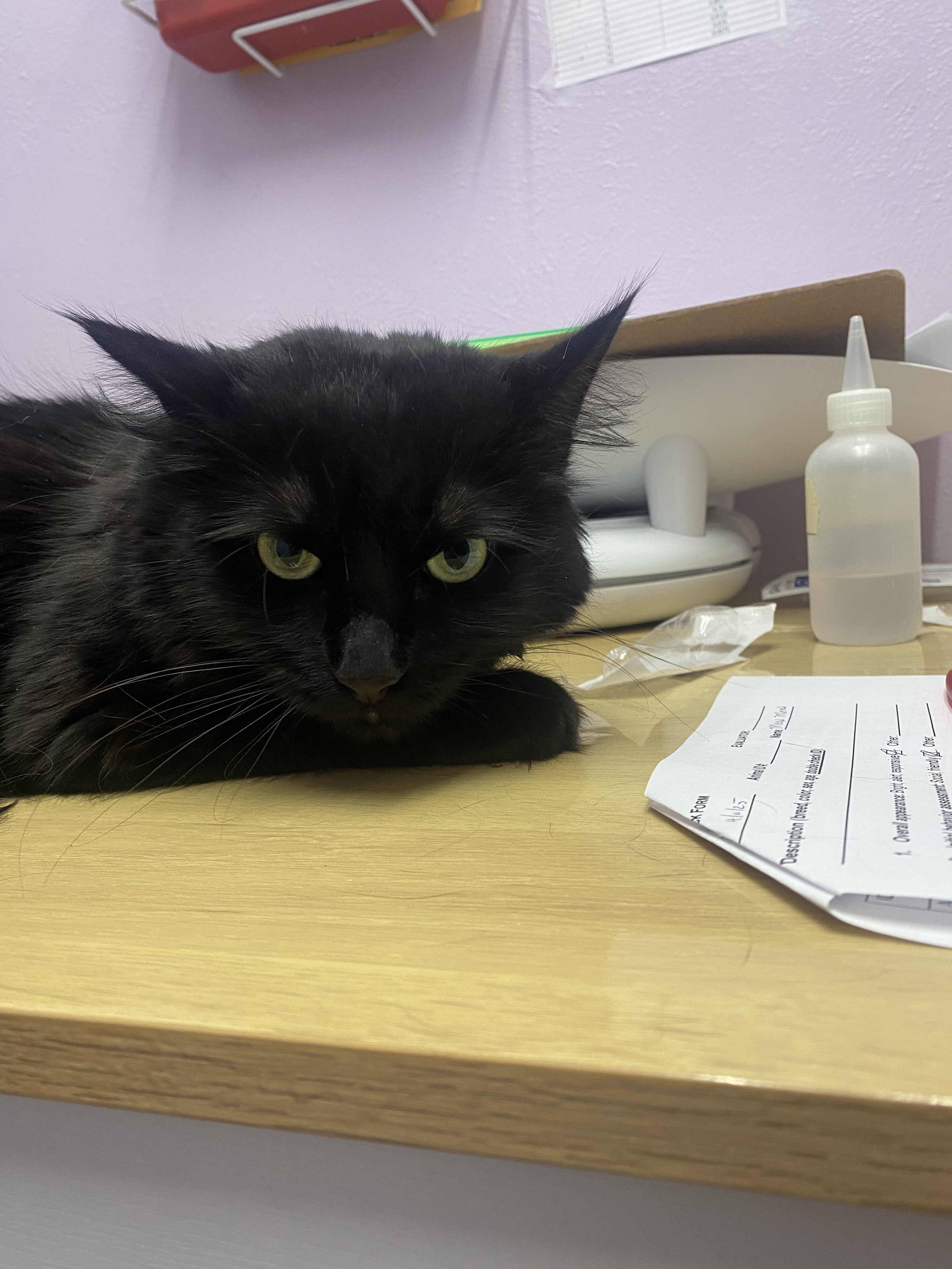 Meow Meow, an adoptable Domestic Long Hair in Lakewood, CO, 80215 | Photo Image 2